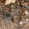 DeKay's Brown Snake