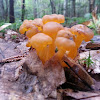Jelly Baby Mushroom