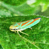 Candystriped Leafhopper