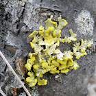 Candleflame/Lemon Lichen