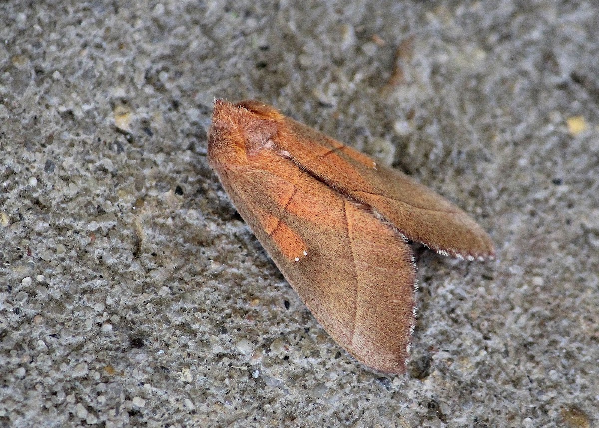 White-dotted Prominent