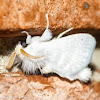 White flannel moth (male)