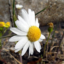 Corn Chamomile