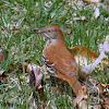 Male Brown thrasher