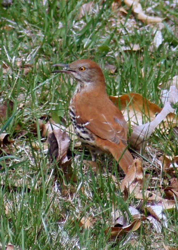 Male Brown thrasher