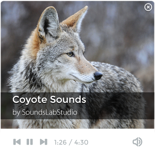 Coyote Sounds