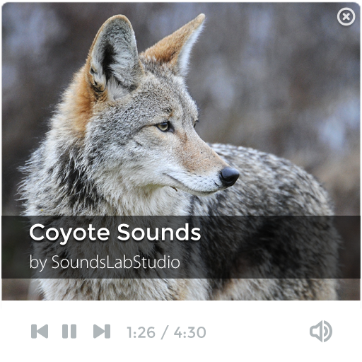 【免費音樂App】Coyote Sounds-APP點子