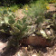 Eastern Prickly Pear