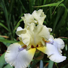 Iris