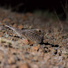 Common Indian Nightjar