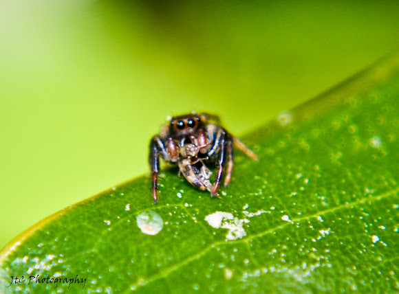 Emerald Jumping Spiders