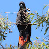 Red-tailed Black Cockatoo (male)