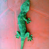 tokay gecko