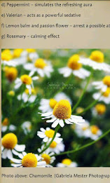 Herbal Healing for Everyone poster 2