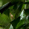 The Common Tailorbird