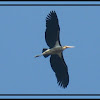 Lesser Adjutant stork