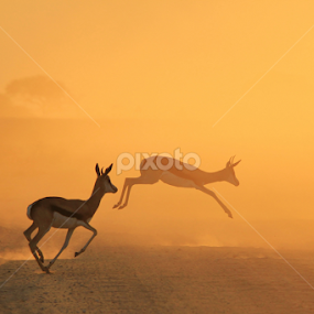 Springbok Symmetry of Sunset Gold - African Wildlife by Dries Alberts - Animals Other Mammals