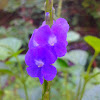 blue snakeweed flower