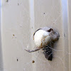 Black House Spider egg sac