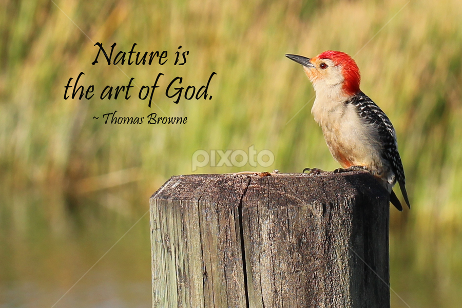 quotes about nature and god