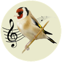Goldfinch Bird Singing icon