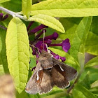 Celery looper moth