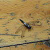Chalk-fronted Corporal (male)