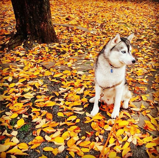 Husky Wallpaper