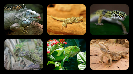 Lizard Jigsaw Puzzles by Don Becker poster 1