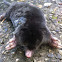European Mole (Common Mole)
