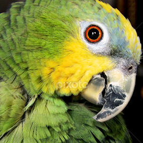 Rita by Ana Cárdenas O - Animals Birds