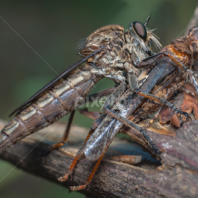 robber fly eating a grass hopper by Yudi Saksono - Animals Insects & Spiders