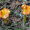 Orange Waxy Cap Mushroom