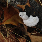 Split Gill Fungus