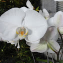 orchids month
