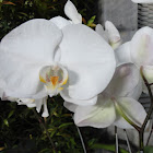 orchids month