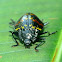 Zig-Zag beetle or Pleasing fungus beetle
