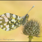 Orange Tip