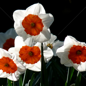 Daffs by Steve Cooke - Flowers Flower Gardens