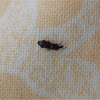 Black tiny weevil