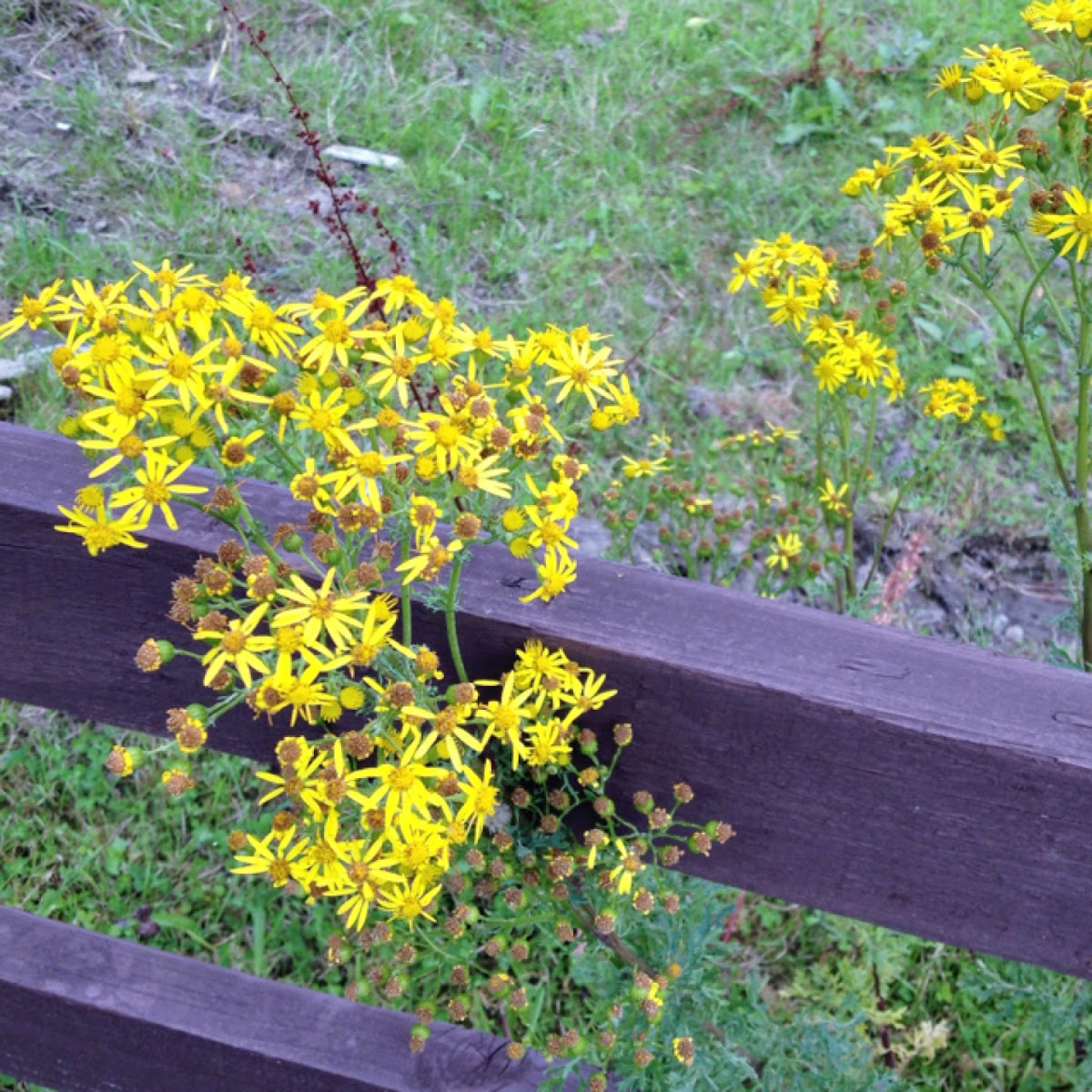 Ragwort