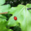 Seven-spot Ladybird