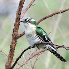 Diederik cuckoo