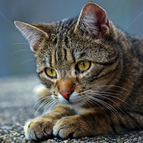 Tomcat by Zoran Rudec - Animals - Cats Portraits