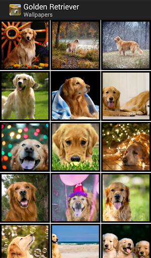 Golden Retrievers - Wallpapers