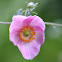 Japanese anemone