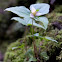 White Trillium