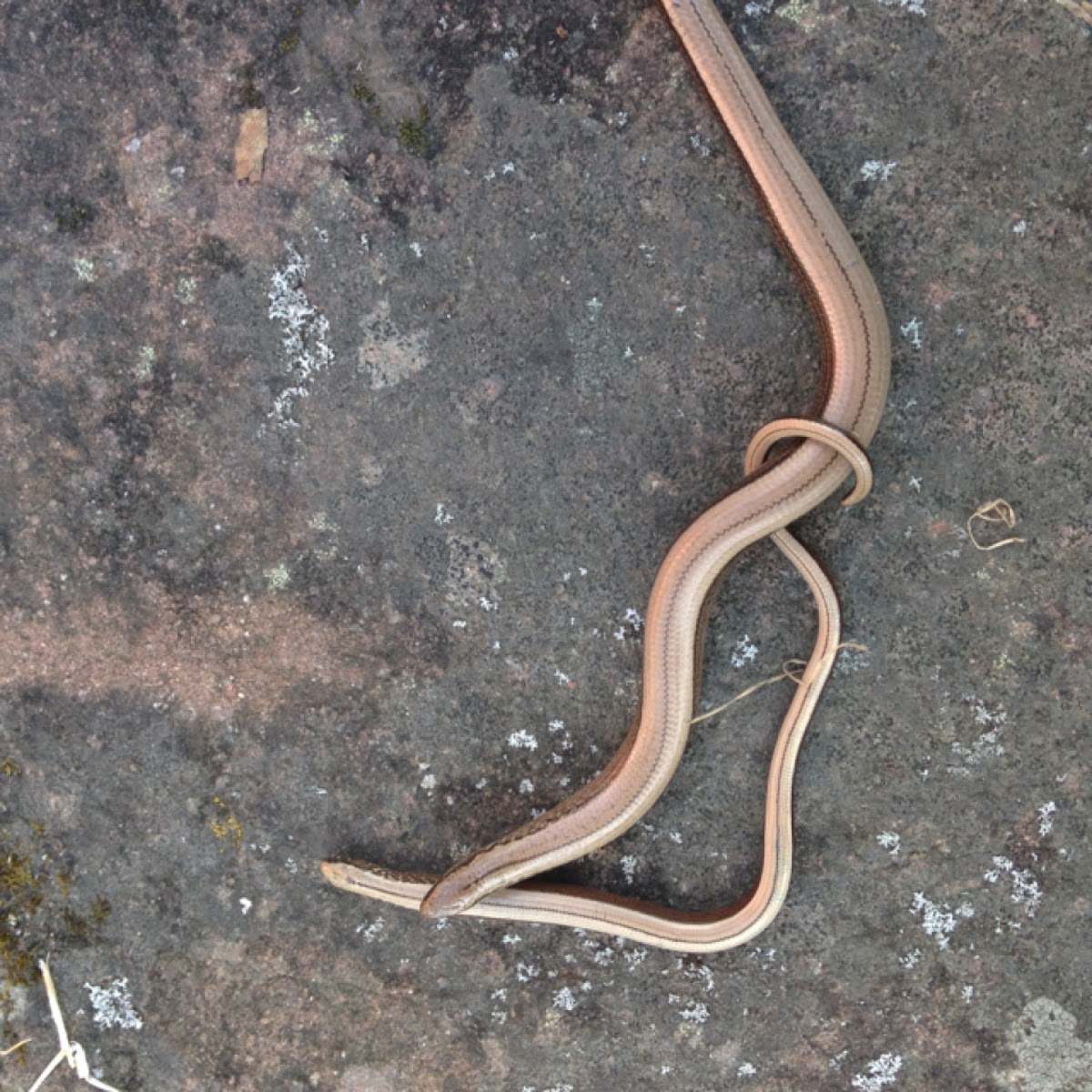 Slow worm