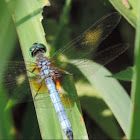 Blue Dasher