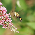 Snowberry clearwing